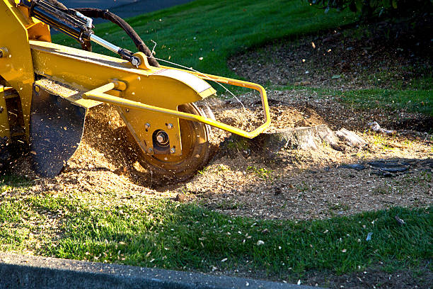 Best Lot and Land Clearing  in East Ithaca, NY